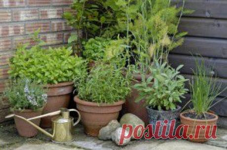 САДИК ПРЯНЫХ ТРАВ