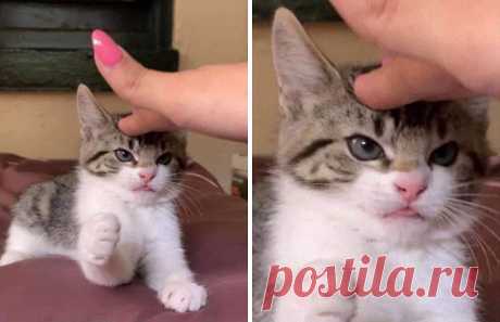 Милые малыши-котята растопят ваше сердце