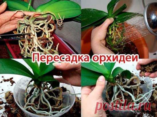 ПОШАГОВАЯ ИНСТРУКЦИЯ ПО ПЕРЕСАДКЕ ФАЛЕНОПСИСА (ОРХИДЕЯ) 
Мы эту информацию собирали по крупицам, сохраняйте для себя и делитесь с друзьями. Старались для вас, дорогие). В интернете такого не найдете. 
Шаг 1 
Достаньте орхидею из горшка и положите её в широкий таз. Чтобы вам легче было вытащить орхидею, помните слегка стенки горшка. Если это не поможет – аккуратно, чтобы не повредить воздушные к