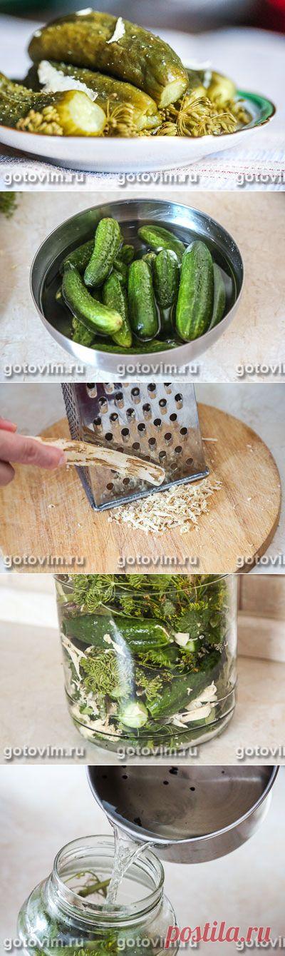 Малосольные огурцы с хреном. Фото-рецепт  / Готовим.РУ