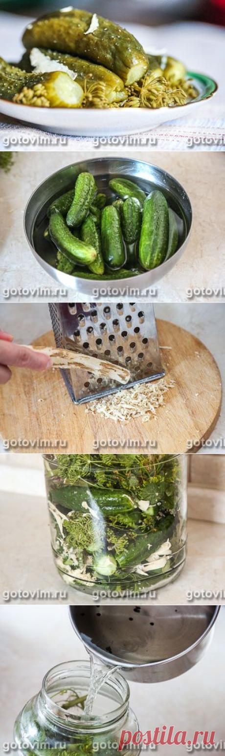 Малосольные огурцы с хреном. Фото-рецепт  / Готовим.РУ