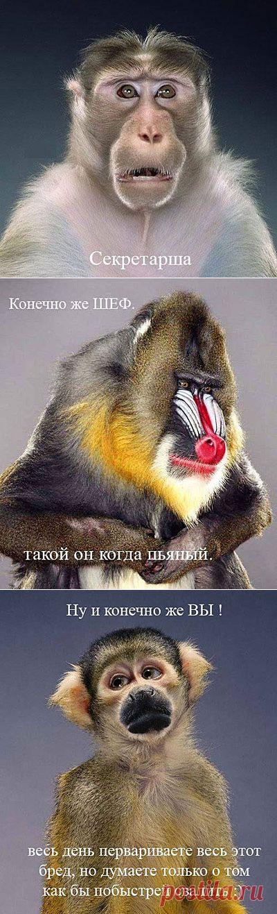 Офисный коллектив / Болталка / Юмор