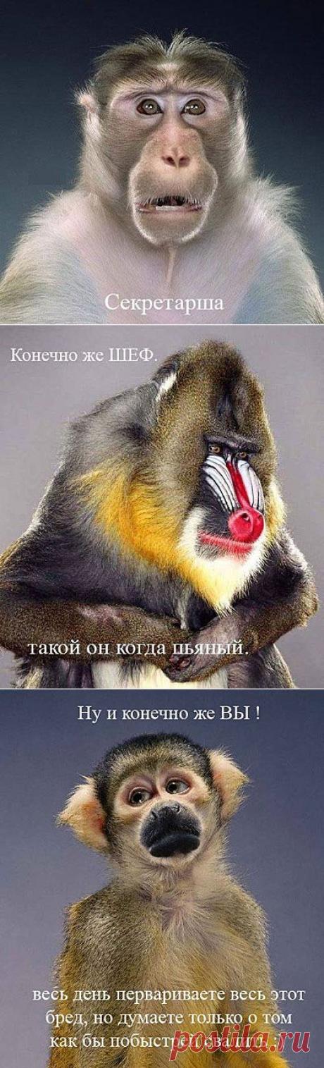 Офисный коллектив / Болталка / Юмор