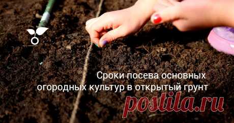 Основным условием успешного выращивания овощных в несвойственной им среде является срок посева, связанный с температурой почвы и воздуха, яркостью освещения и продолжительностью светлого времени суток. В статье - удобные таблицы с ориентировочными сроками посева основных овощей для разных регионов.