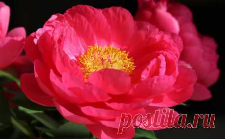 Что прикопать под пионами, чтобы цвели как ненормальные: секрет для огромных бутонов и пышного цветения  Когда в саду расцветают пионы, все соседи и прохожие любуются этой красотой.

