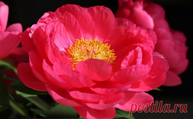 Что прикопать под пионами, чтобы цвели как ненормальные: секрет для огромных бутонов и пышного цветения  Когда в саду расцветают пионы, все соседи и прохожие любуются этой красотой.

