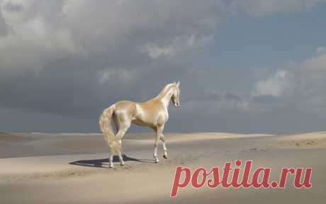 дорога в небо - фотографии - avtolika - конники - equestrian.ru