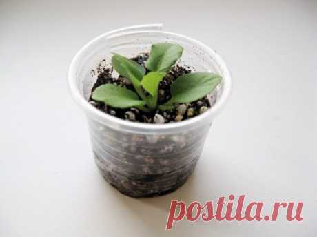 Размножение фиалки листом и не только (практические советы)