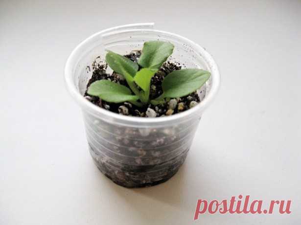 Размножение фиалки листом и не только (практические советы)