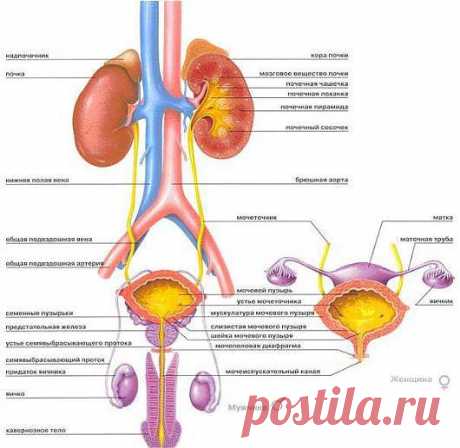 Мочеполовая система. Упражнения Кегеля (Kegel)