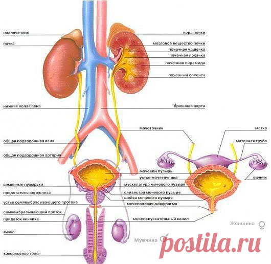 Мочеполовая система. Упражнения Кегеля (Kegel)
