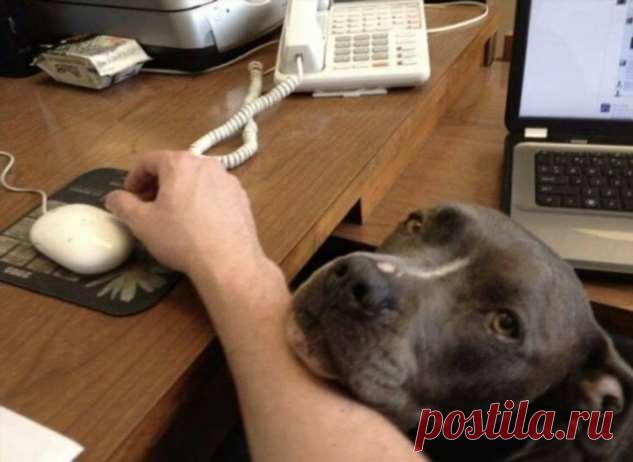 Дружелюбные питбули, которые вызывают умиление . Тут забавно !!!