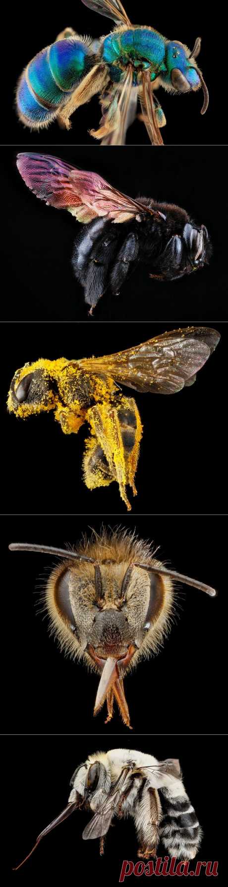 » Портреты пчел в деталях Это интересно!