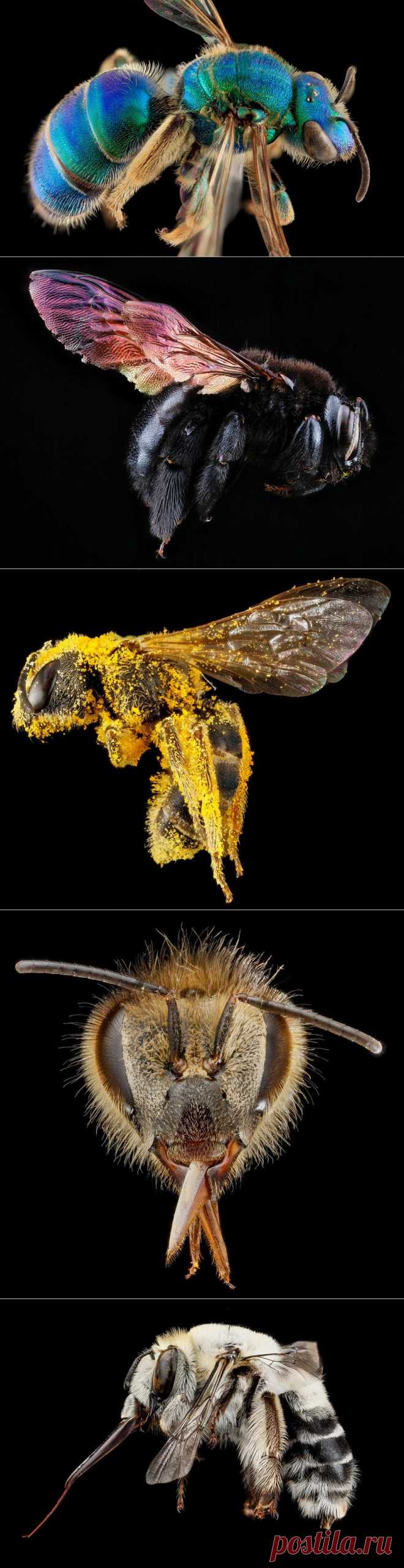» Портреты пчел в деталях Это интересно!