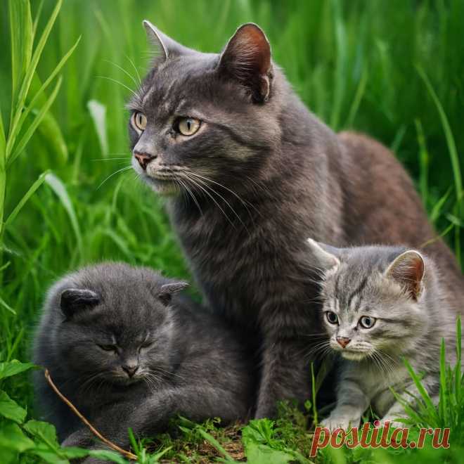 Очень короткая история о любви - OGADANIE.RU