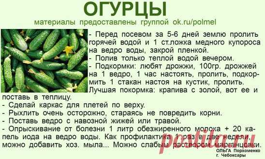 (4) Одноклассники