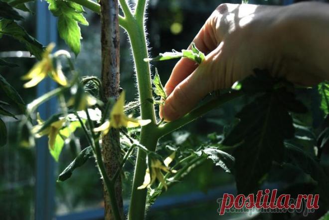 Формирование томатов — пасынкование