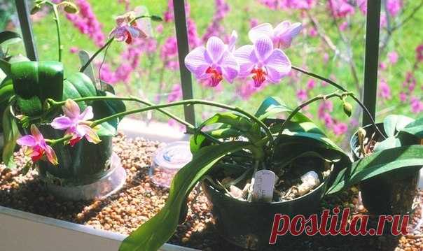 Какие комнатные цветы стоит заводить дома?