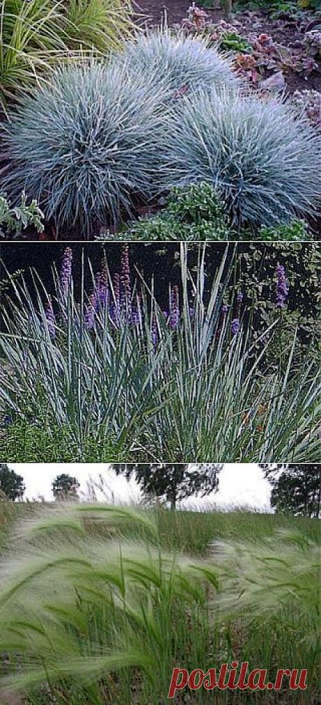 Декоративные травы для сада.