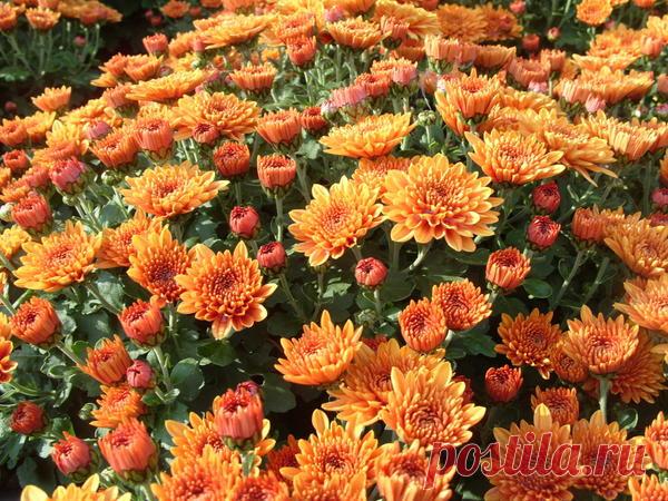 10 растений, цветущих в сентябре / цветы / 7dach.ru