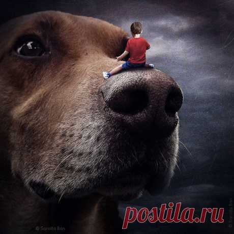 Оригинальное решение проблем бездомных животных