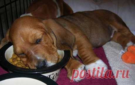 Спят усталые щеночки, в миске спят