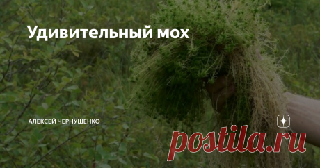 Удивительный мох Сфагнум или болотный мох-растение, весьма, распространенное и хорошо известное. Из него образуется большая часть торфа на наших болотах. Издревле его применяют в деревянном строительстве как изоляционный материал. И сейчас для утепления бань в деревнях предпочитают использовать сфагнум, а не паклю или современные средства. Кроме того, сфагнум очень хорошо впитывает и удерживает воду, не зря в