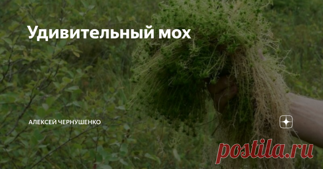 Удивительный мох Сфагнум или болотный мох-растение, весьма, распространенное и хорошо известное. Из него образуется большая часть торфа на наших болотах. Издревле его применяют в деревянном строительстве как изоляционный материал. И сейчас для утепления бань в деревнях предпочитают использовать сфагнум, а не паклю или современные средства. Кроме того, сфагнум очень хорошо впитывает и удерживает воду, не зря в