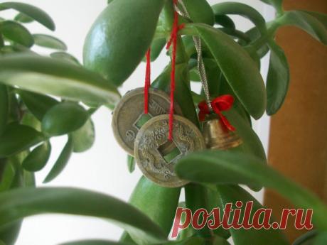 Как сделать, чтобы денежное дерево активно росло и приманивало в дом богатство | diy-idea | Яндекс Дзен