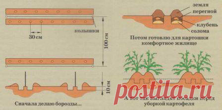 Картошке на пользу.