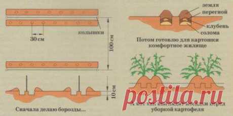 Картошке на пользу.