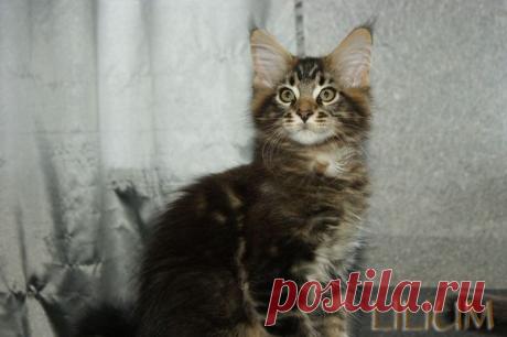 Cris Forest 2,5 месяца — Питомник Мейн-кунов &quot;Lilium&quot;