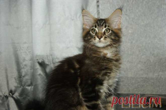 Cris Forest 2,5 месяца — Питомник Мейн-кунов "Lilium"