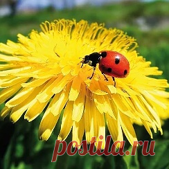 Одноклассники Как почистить диван.