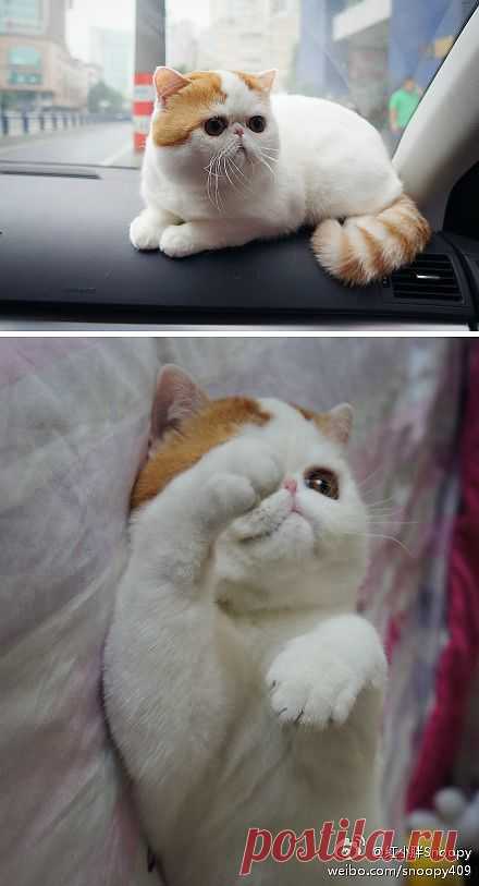 CyBeRGaTa - Cats, Memes, New Mexico
