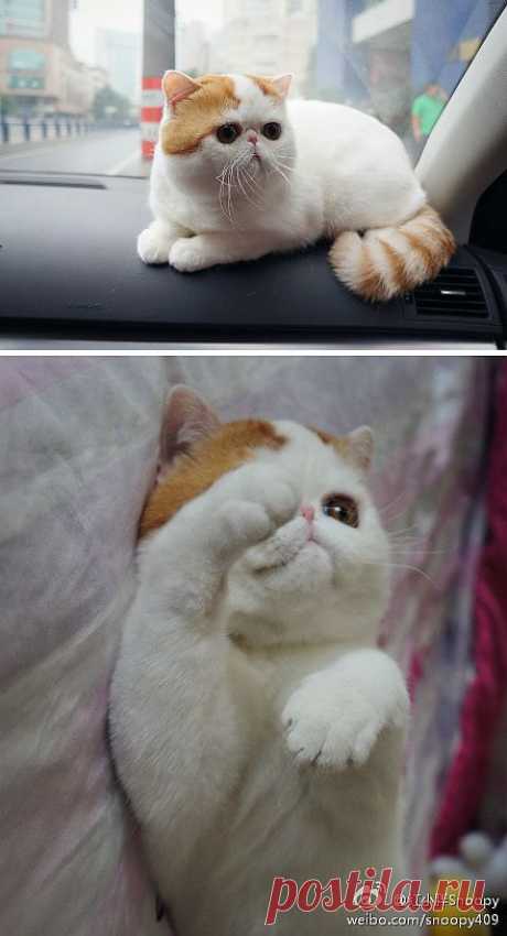 CyBeRGaTa - Cats, Memes, New Mexico