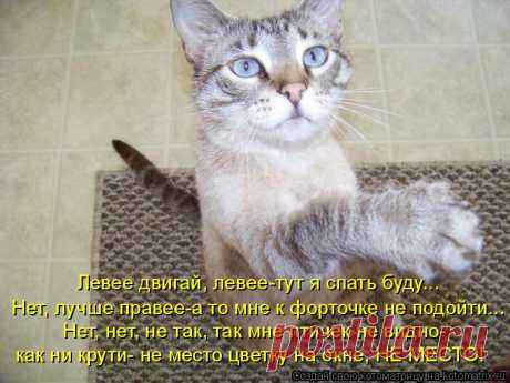 Котоматрица: Случайные котоматрицы