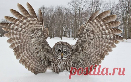 Клуб любителей кошек!
Туся Таша Наташа
