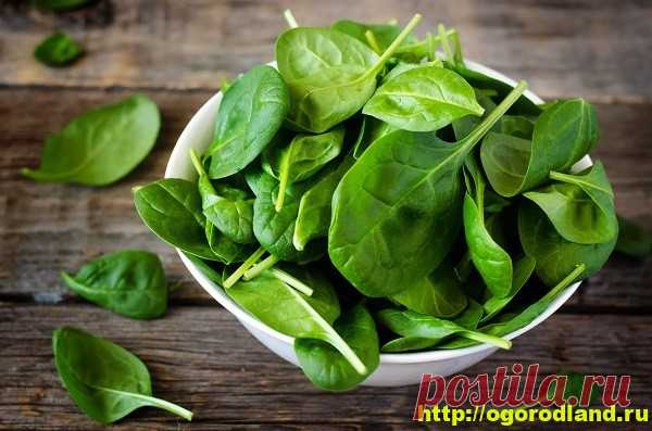 Шпинат и его полезные и лечебные свойства.
Кроме кулинарной ценности шпинат применяют в своей практике многие целители и врачи.