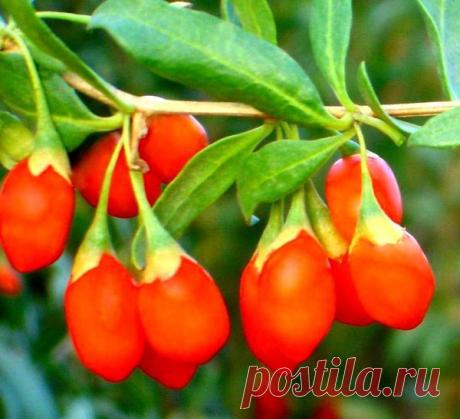 Ягоды годжи на собственном огороде — 6 соток