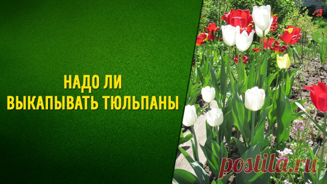 Зачем выкапывать тюльпаны и когда это надо делать? | 6 соток