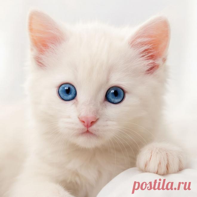 Желание на сто с Чет - Готовим так!