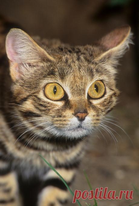 Черноногая кошка (Felis nigripes) | Терри Уиттакер Фотография