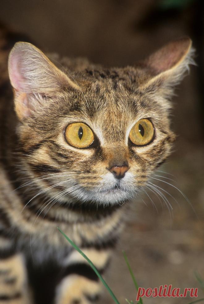 Черноногая кошка (Felis nigripes) | Терри Уиттакер Фотография