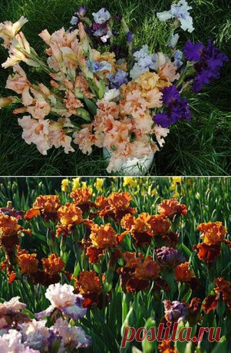 Коллекция ирисов и лилейников | Коллекция 2014-го года