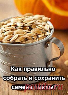 Как правильно собрать и сохранить семена тыквы?