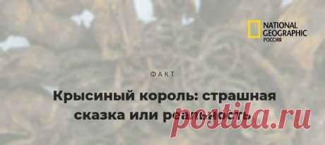 О том, существует ли крысиный король (группа крыс, сросшихся меж собой хвостами и лапками) на самом деле, давно идут споры. Некоторые считают, что все известные науке крысиные короли – подделки для музеев, выставок и ярмарок. На днях крысиный король встретился жителю Ставрополя. Правда, скорее его можно называть «мышиным принцем».