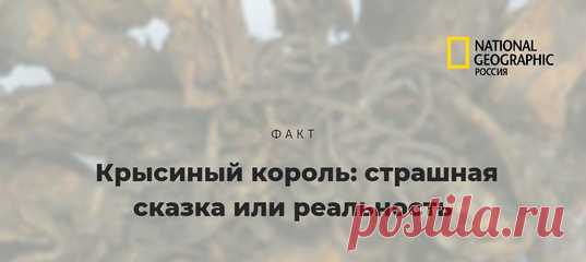 О том, существует ли крысиный король (группа крыс, сросшихся меж собой хвостами и лапками) на самом деле, давно идут споры. Некоторые считают, что все известные науке крысиные короли – подделки для музеев, выставок и ярмарок. На днях крысиный король встретился жителю Ставрополя. Правда, скорее его можно называть «мышиным принцем».