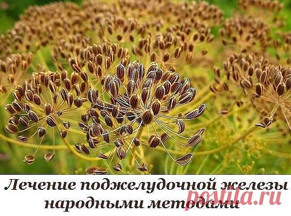 Лечение поджелудочной железы народными методами. То, чего не расскажет ни один врач!

(Сохраните себе обязательно, чтобы не забыть!)

Поджелудочная железа — один из важных внутренних органов человеческого тела, который отвечает за наше пищеварение. Сбой в работе поджелудочной чреват осложнениями и целым рядом заболеваний, таких как панкреатит или сахарный диабет. К счастью, есть прекрасные народные средства, которые помогают лечить этот орган не хуже лекарств. Если у тебя ...