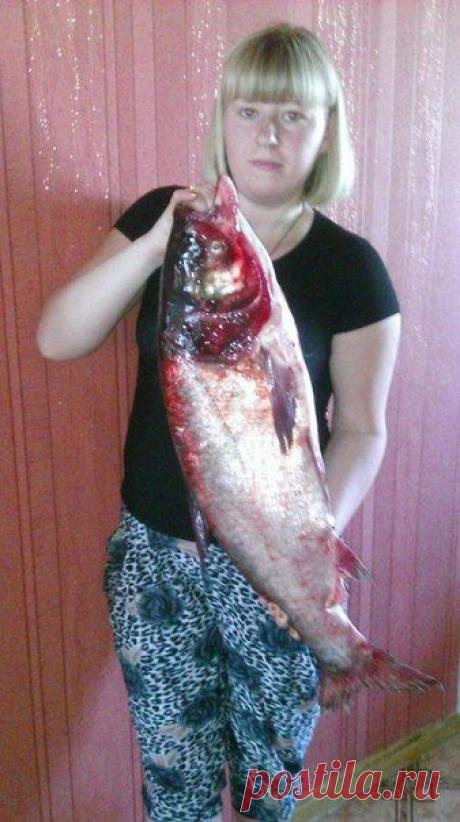 Свєта Левицька